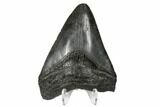 Fossil Megalodon Tooth - South Carolina #168133-2